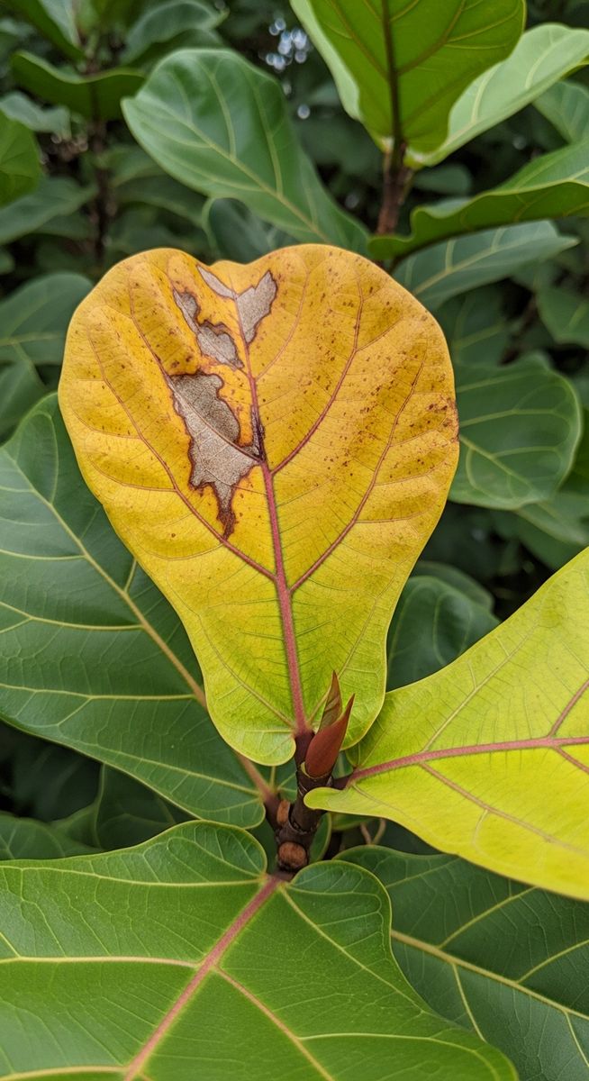 close-up of a yellowing fiddle leaf fig leaf against healthy green leaves