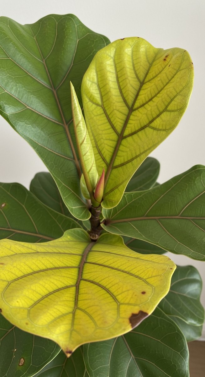 close-up of a fiddle leaf fig leaf with yellowing edges and tips