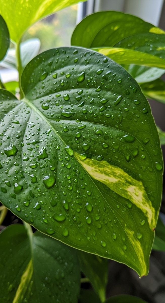 close-up of healthy pothos leaves showing vivid colour and texture, for harlequin pothos