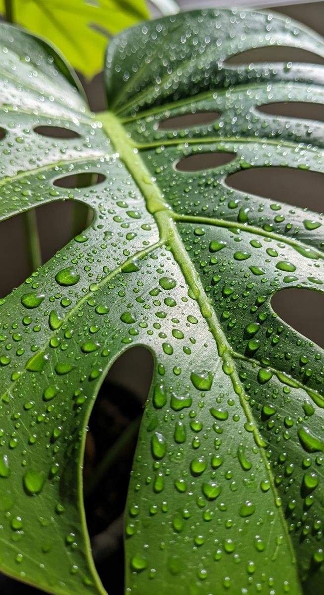 a monstera plant with water droplets on the leaves after watering