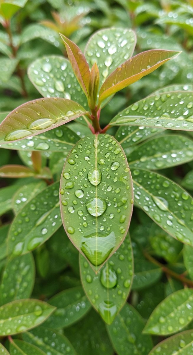 a know plant with water droplets on the leaves after watering