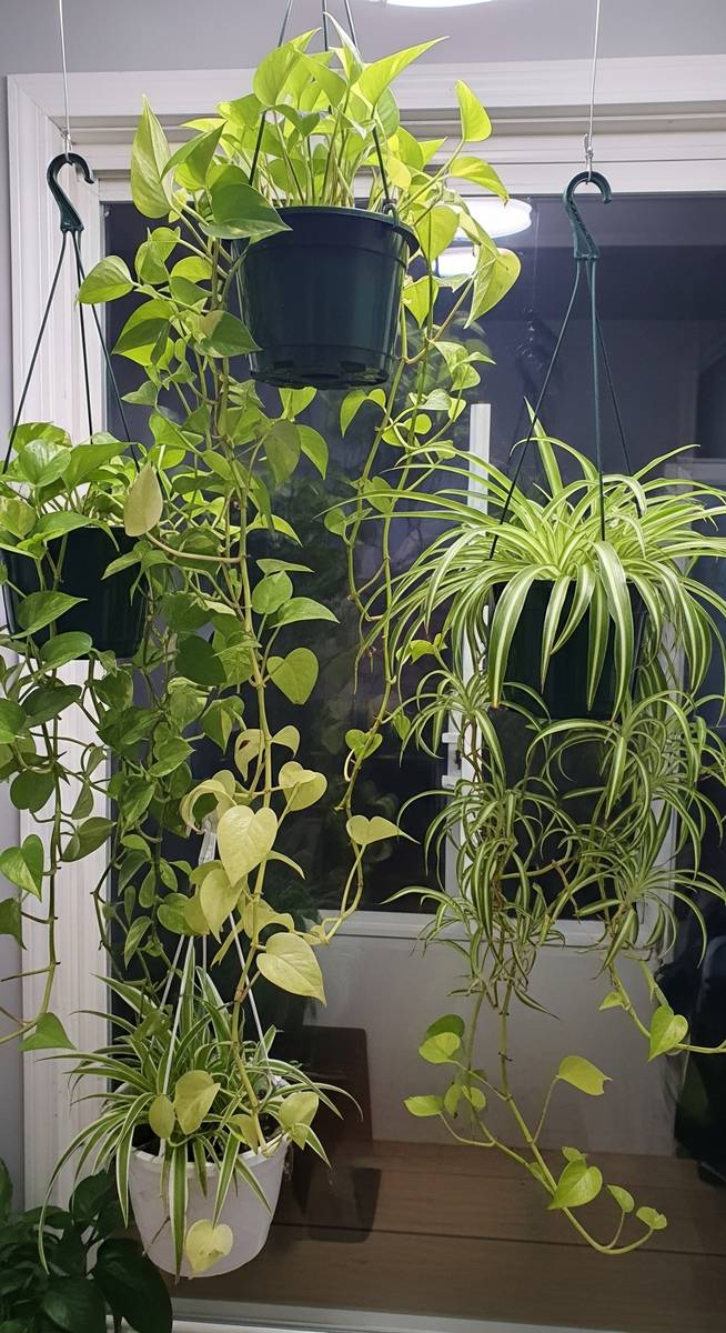 a hanging houseplants such as pothos and spider plant in hanging pots thriving in a indoor space with low to medium light, for low light hanging plants