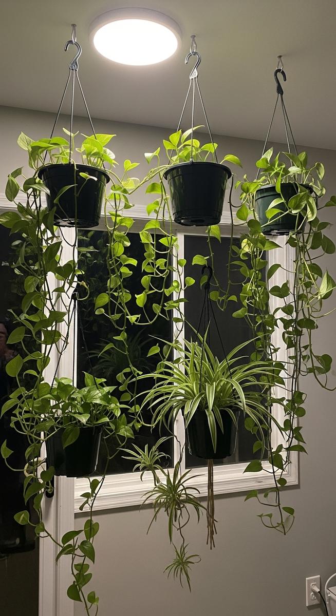 wide shot of a hanging houseplants such as pothos and spider plant in hanging pots positioned in a indoor space with low to medium light