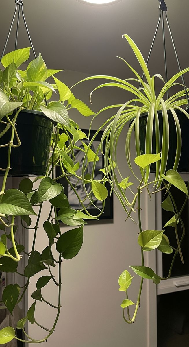 a hanging houseplants such as pothos and spider plant in hanging pots with its leaves oriented toward the light in a indoor space with low to medium light