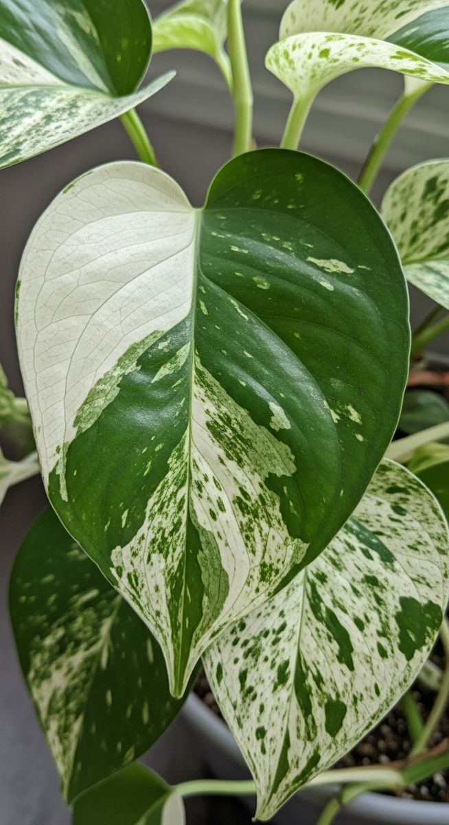 detail shot comparing the leaf shape of manjula pothos and marble queen pothos