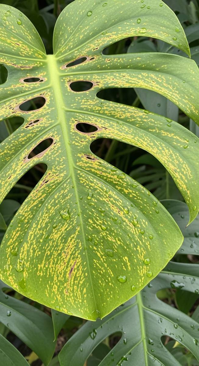 close-up of monstera leaves showing stippling from pest damage