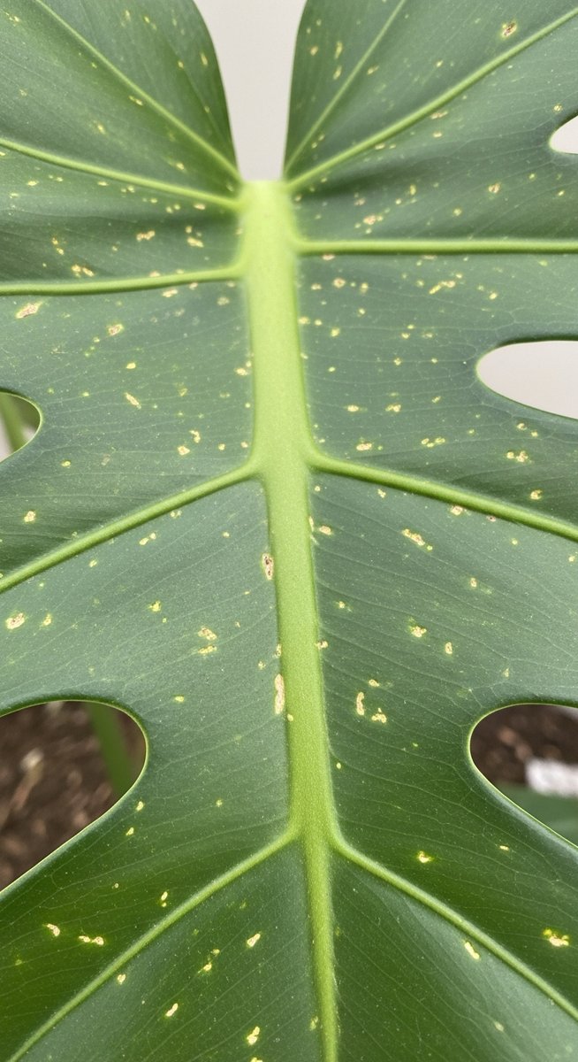 close-up of monstera leaves showing stippling from pest damage