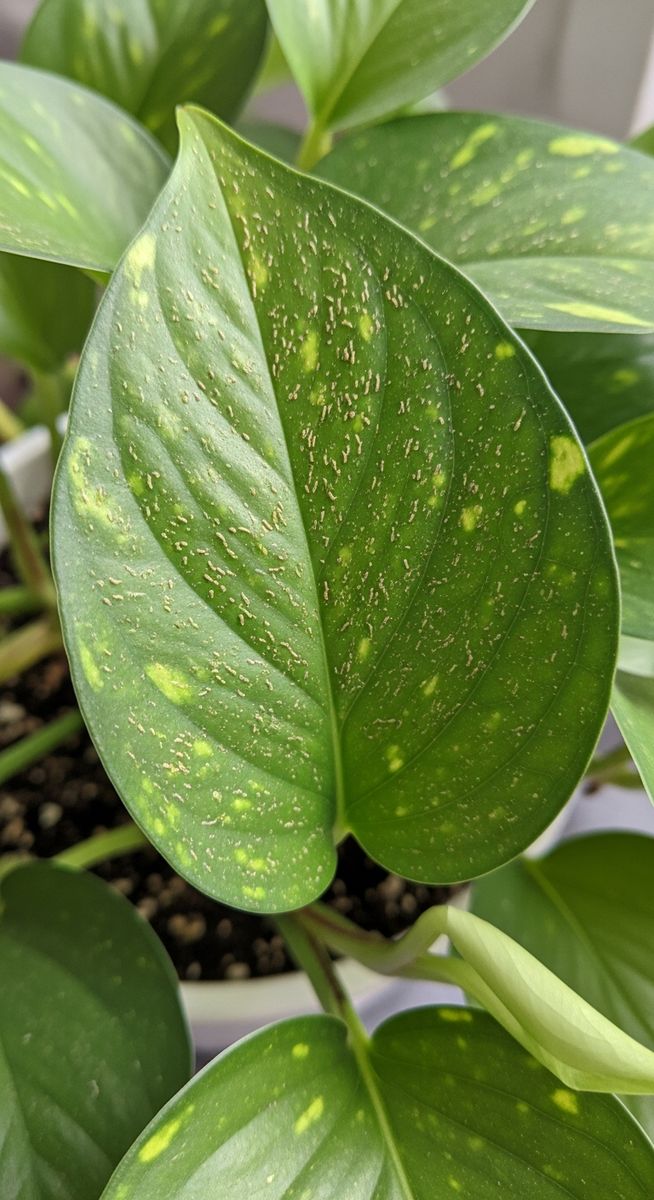close-up of pothos leaves showing stippling from pest damage