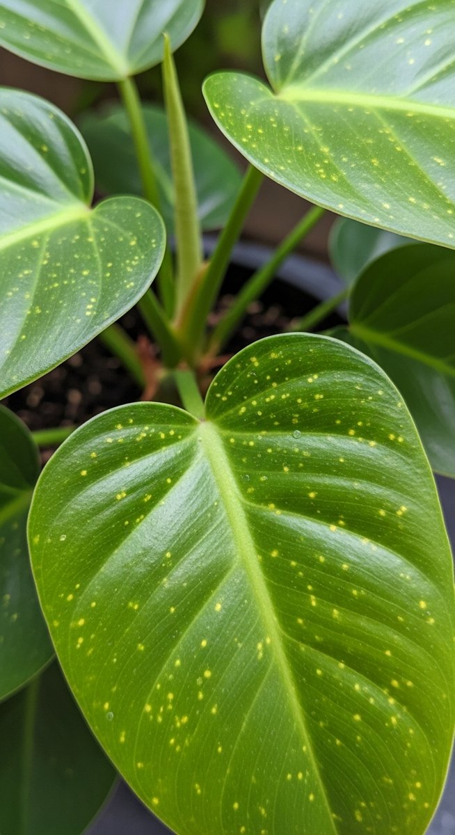 close-up of philodendron leaves showing stippling from pest damage