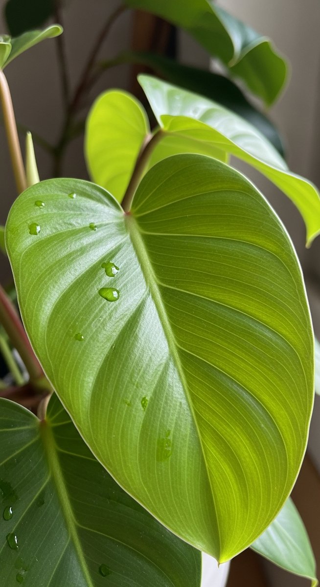 close-up of healthy philodendron leaves showing vivid colour and texture, for philodendron white knight