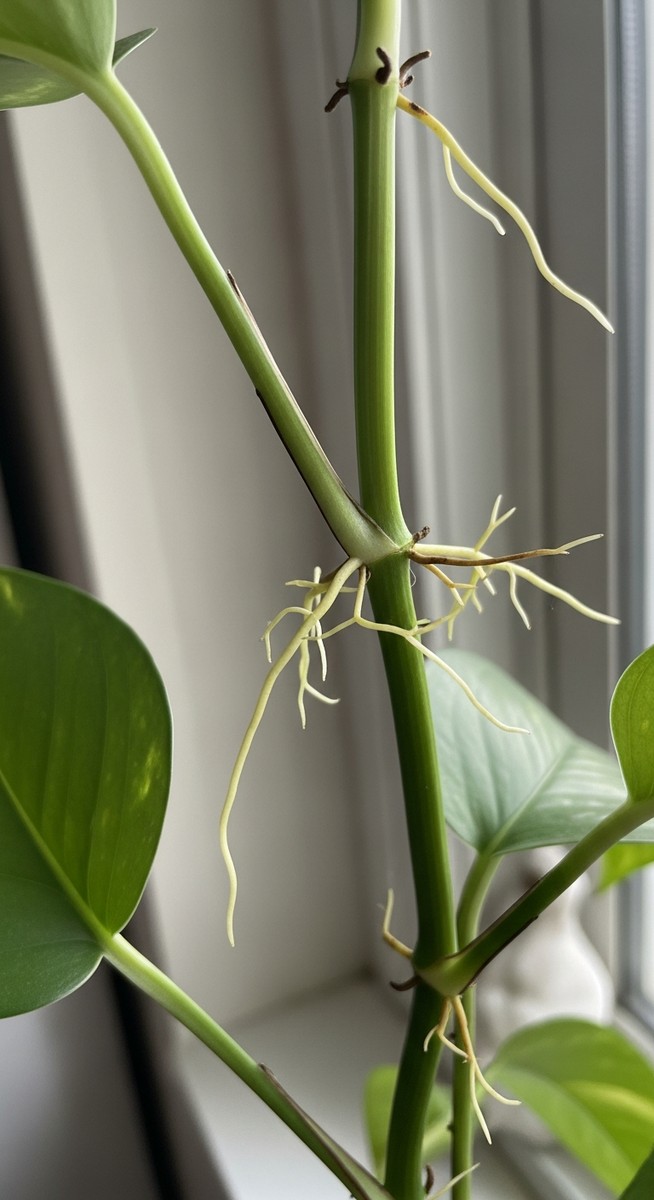 Close-up of small aerial roots growing out from the nodes along a pothos vine