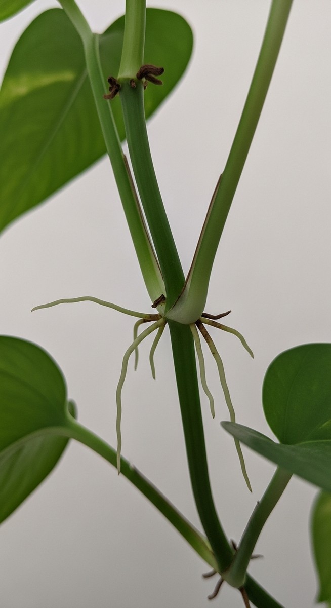 Close-up of small aerial roots growing out from the nodes along a pothos vine