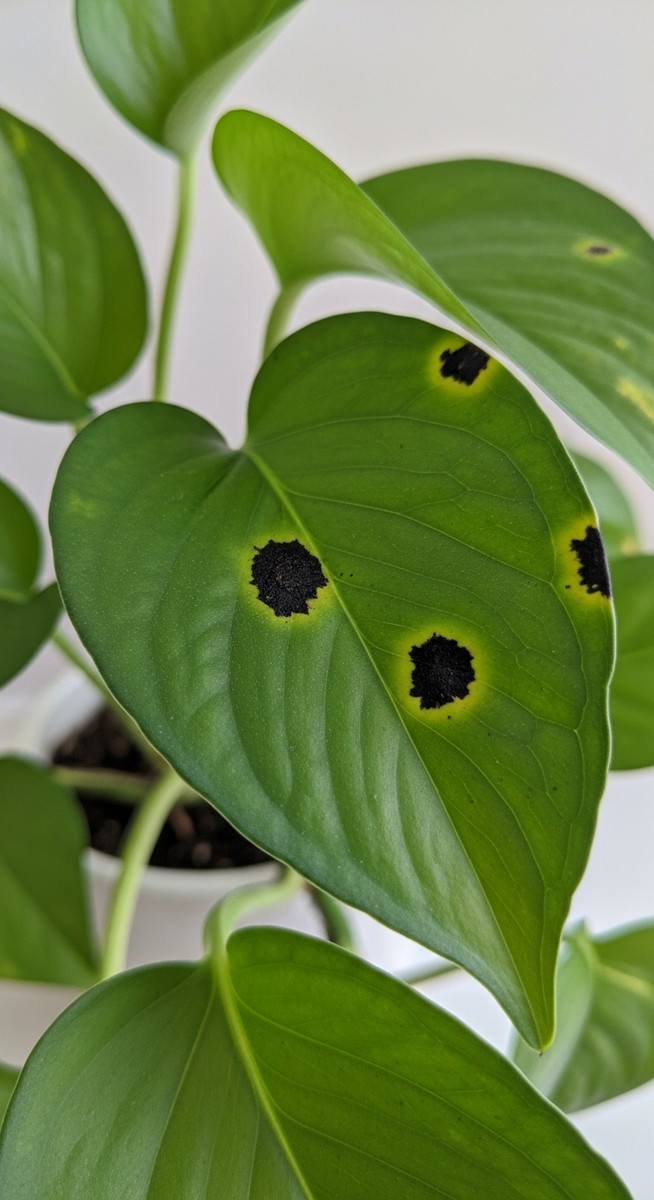 Close-up of pothos leaves showing small black spots or patches on the leaf surfa, for pothos black leaves