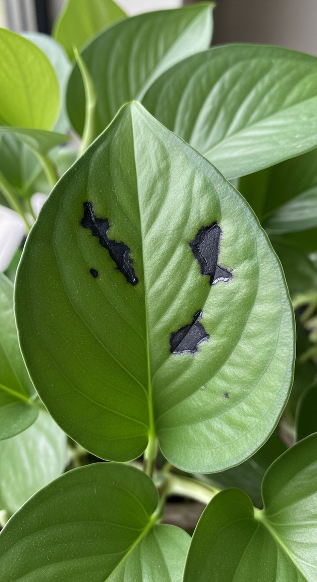 Close-up of pothos leaves showing small black spots or patches on the leaf surfa