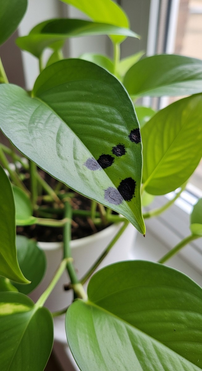 Close-up of pothos leaves showing small black spots or patches on the leaf surfa, for pothos black leaves