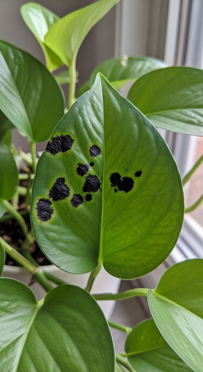 Close-up of pothos leaves showing small black spots or patches on the leaf surfa