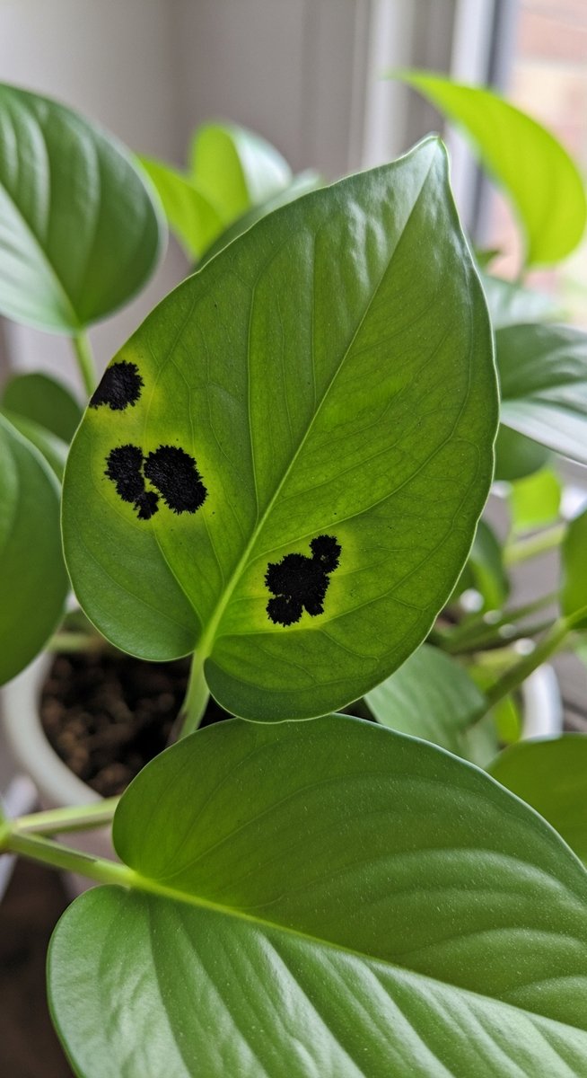 Close-up of pothos leaves showing small black spots or patches on the leaf surfa