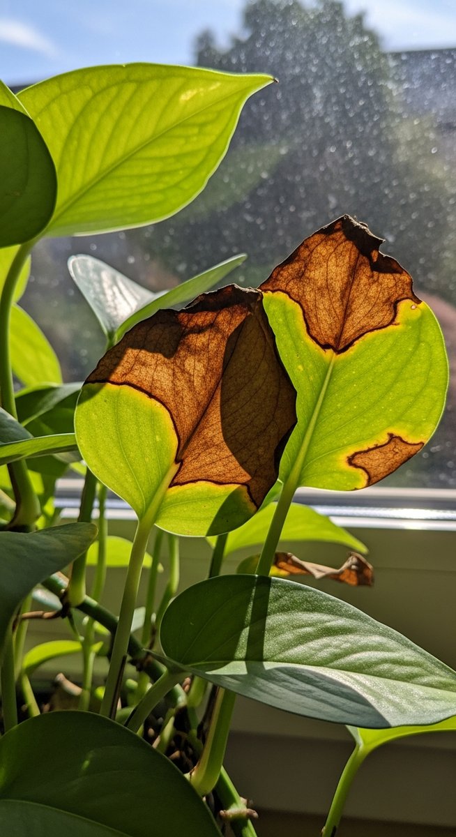a pothos plant with brown spotted foliage on a windowsill