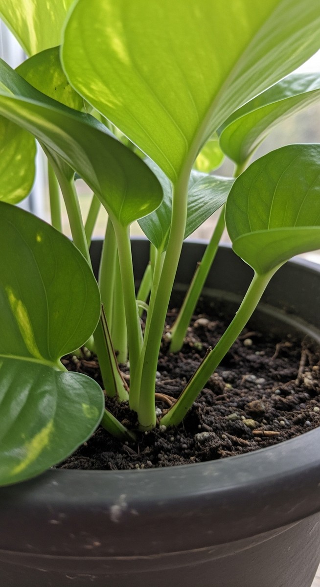 close-up of the base and lower leaves of a pothos plant, for pothos njoy
