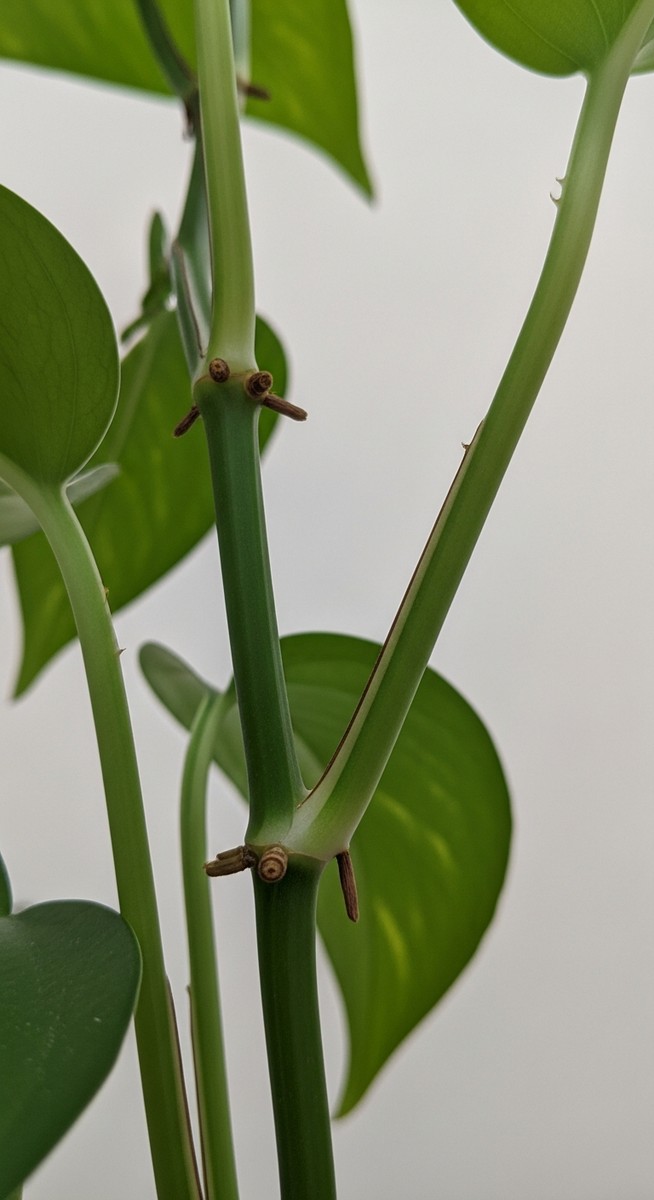 Close-up of a pothos stem showing the nodes clearly, for pothos nodes