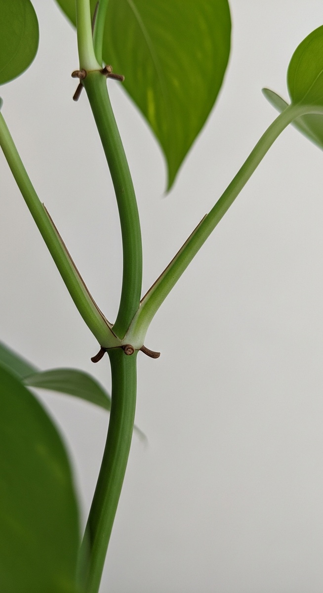 Close-up of a pothos stem showing the nodes clearly, for pothos nodes