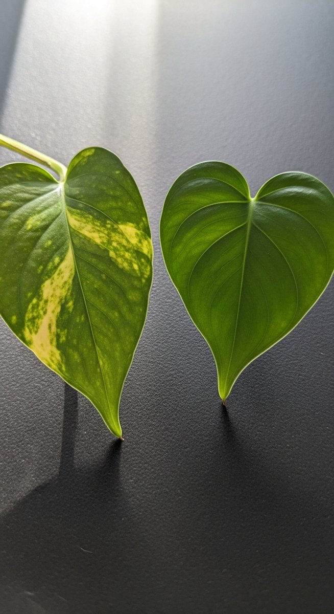 detail shot comparing the leaf shape of golden pothos and heartleaf philodendron