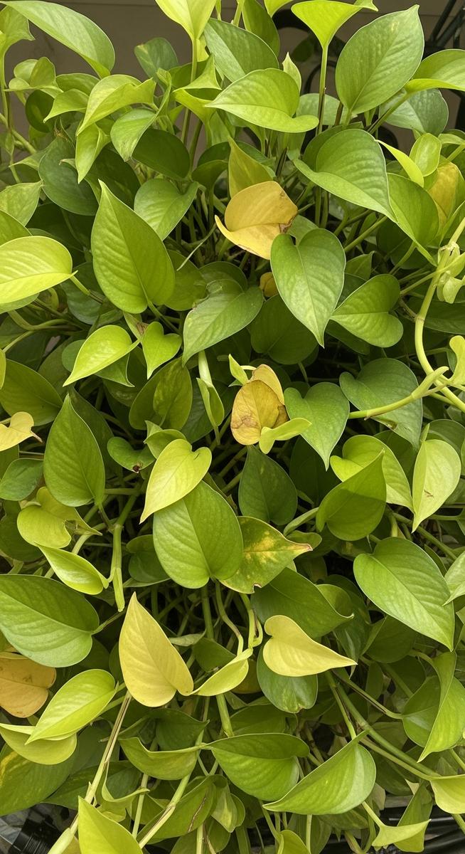 overhead view of a pothos plant with yellow leaves among the green