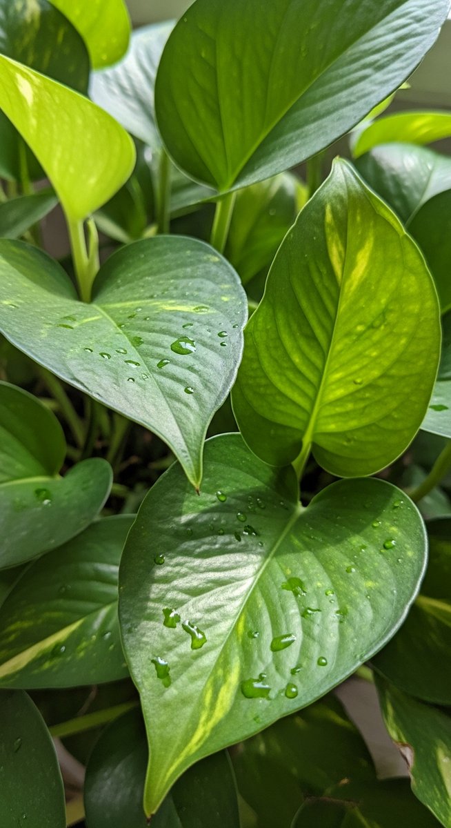 close-up of healthy pothos leaves showing vivid colour and texture, for root bound pothos