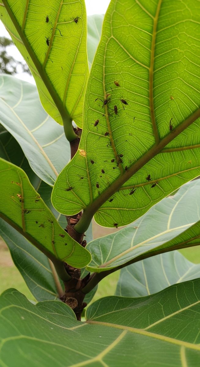 close-up of the underside of fiddle leaf fig leaves showing pest insects