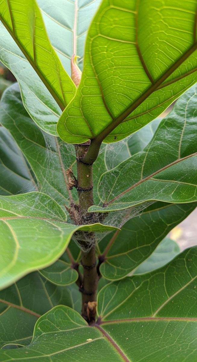 close-up of a fiddle leaf fig leaf showing webbing from spider mites