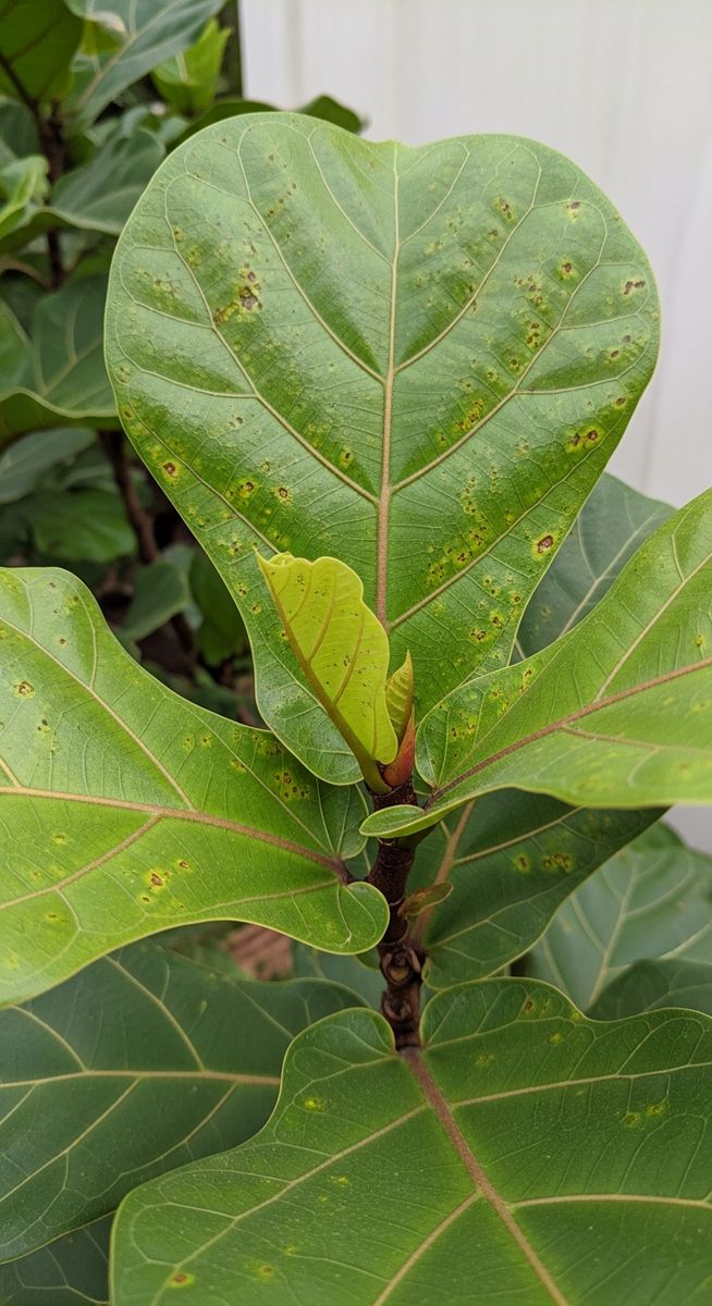 close-up of fiddle leaf fig leaves showing stippling from pest damage