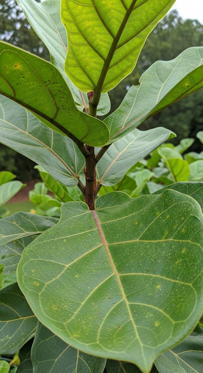 close-up of fiddle leaf fig leaves showing stippling from pest damage
