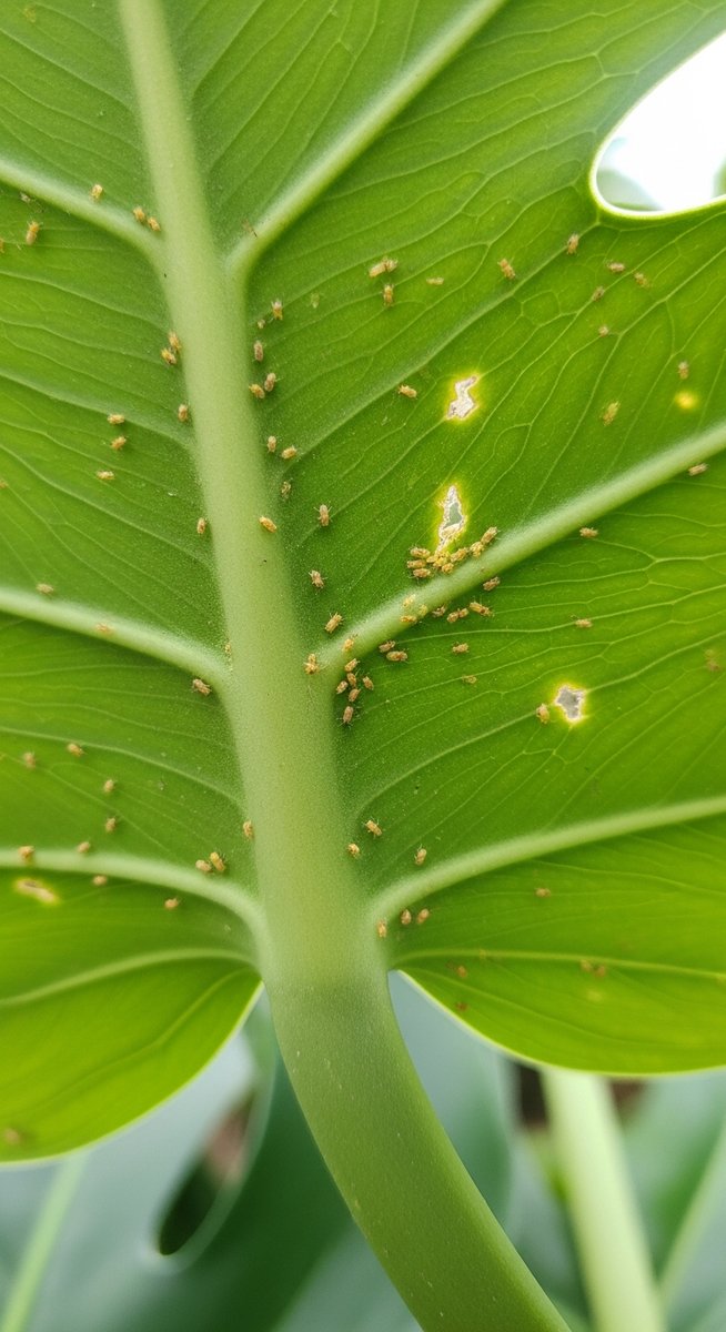 close-up of the underside of monstera leaves showing pest insects