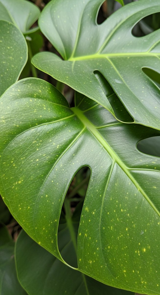 close-up of monstera leaves showing stippling from pest damage