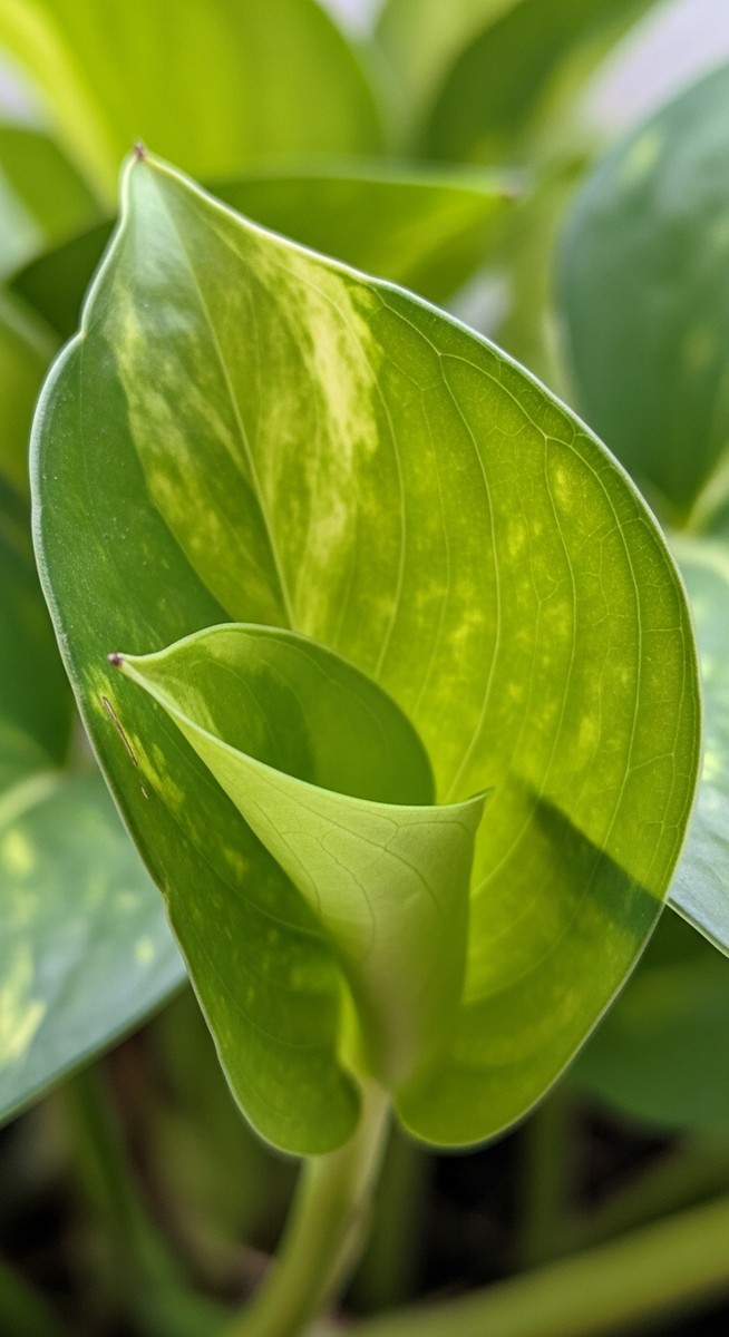 close-up of a pothos leaf curling at the edges