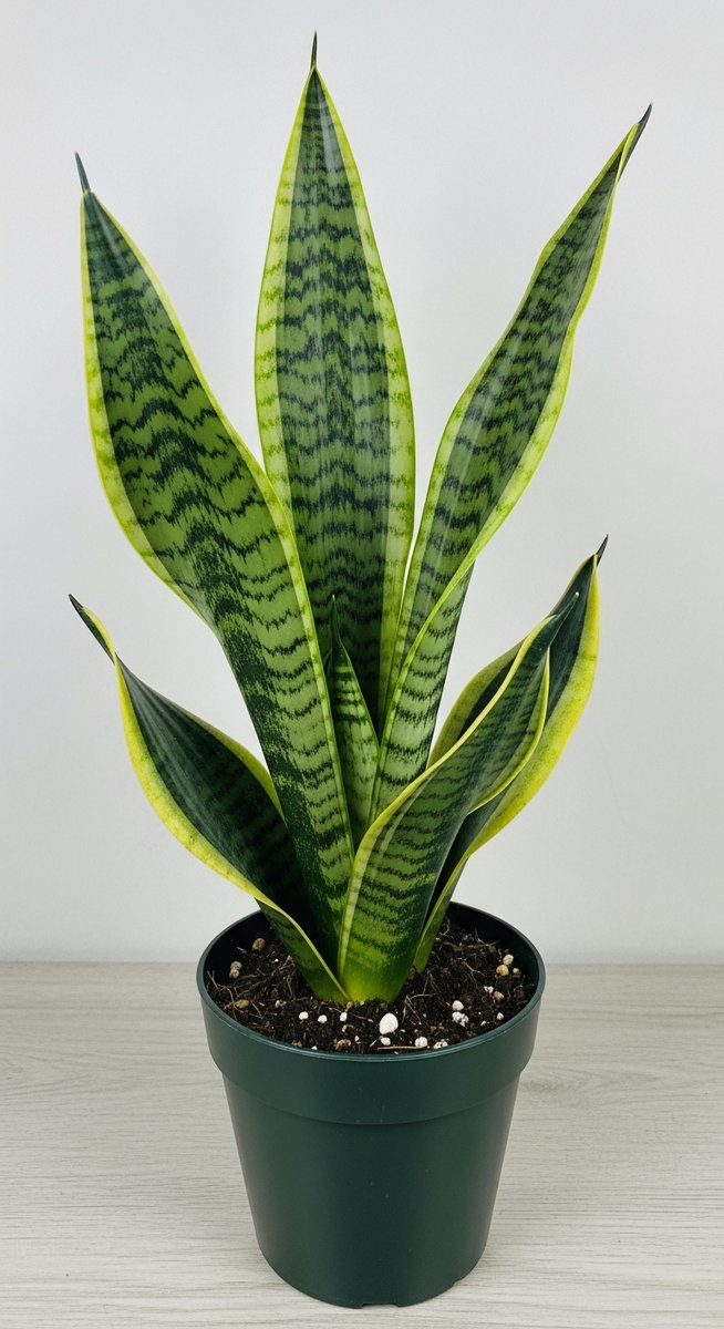 a snake plant cutting with healthy roots in water ready to pot