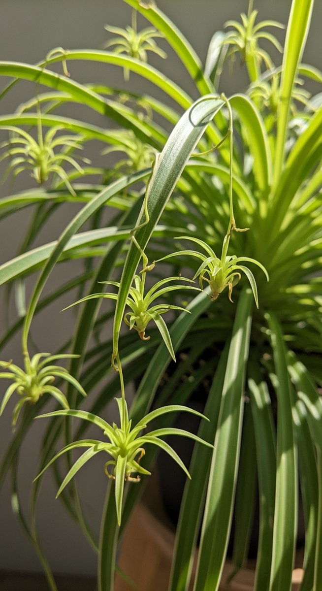 Close-up of small spider plant plantlets hanging from the long arching stems of