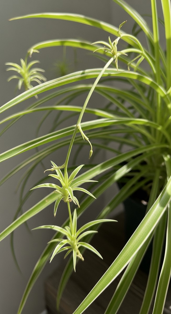 Close-up of small spider plant plantlets hanging from the long arching stems of
