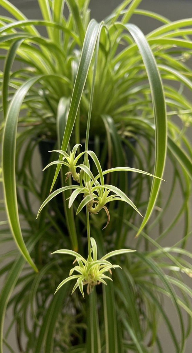 Close-up of small spider plant plantlets hanging from the long arching stems of, for spider plant babies