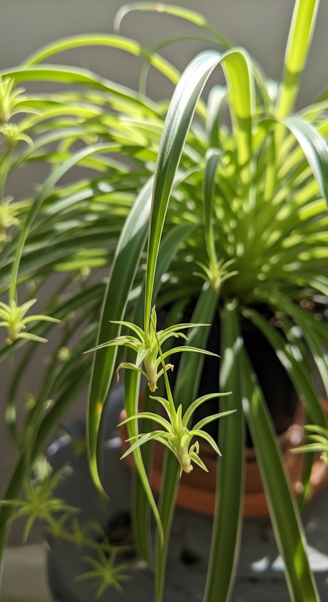 Close-up of small spider plant plantlets hanging from the long arching stems of