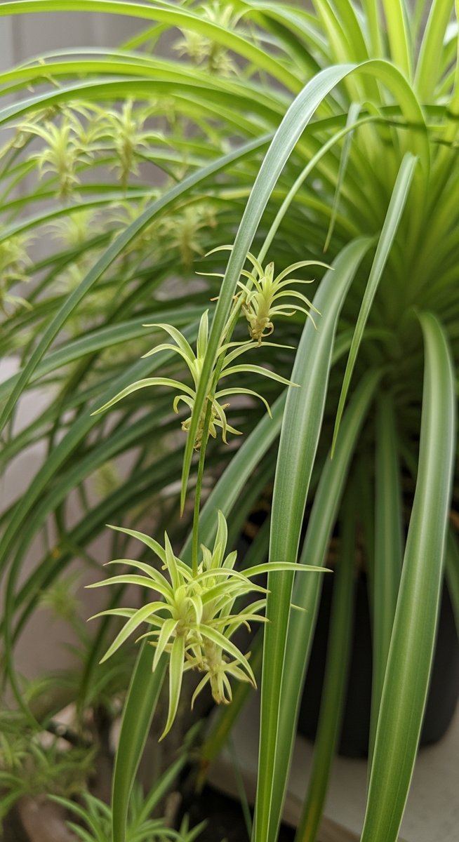 Close-up of small spider plant plantlets hanging from the long arching stems of, for spider plant babies