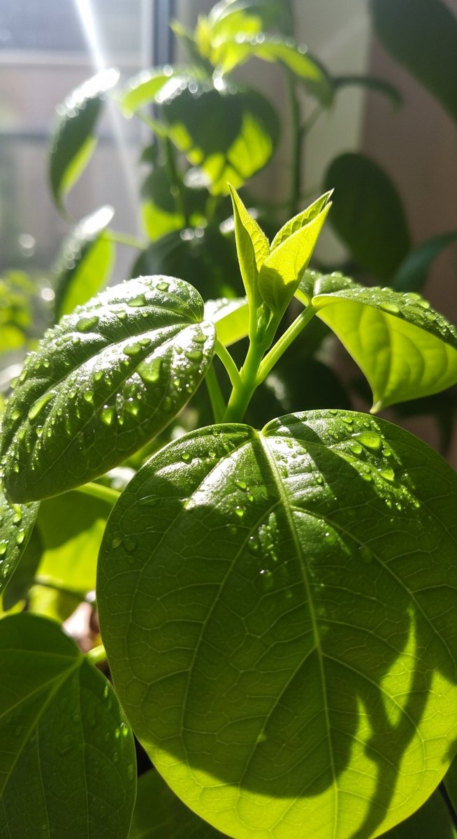 close-up of summer houseplant care plant leaves with natural summer light