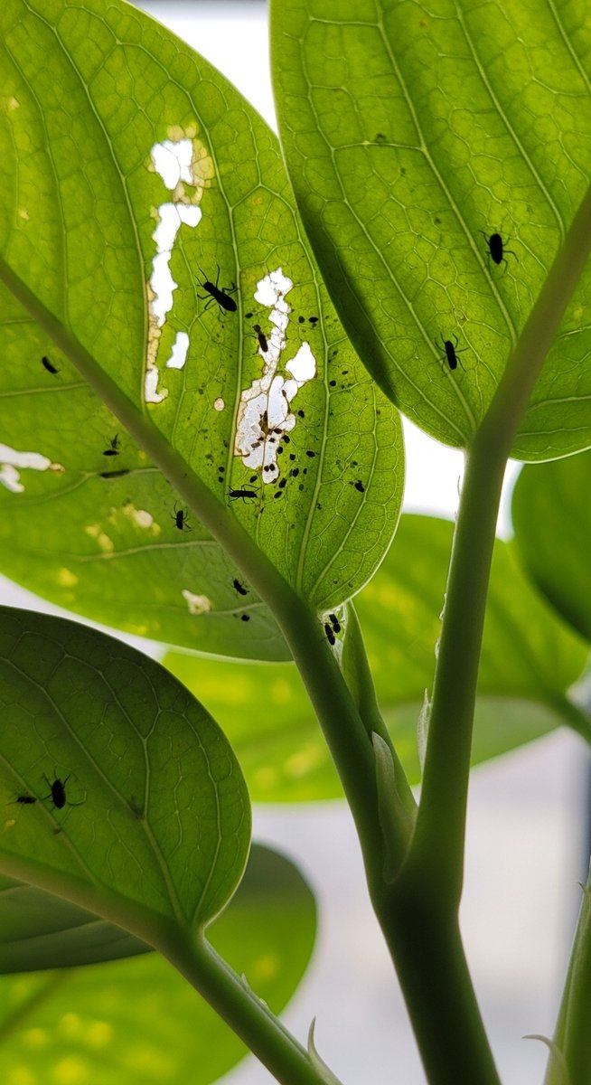 close-up of the underside of houseplant leaves showing pest insects