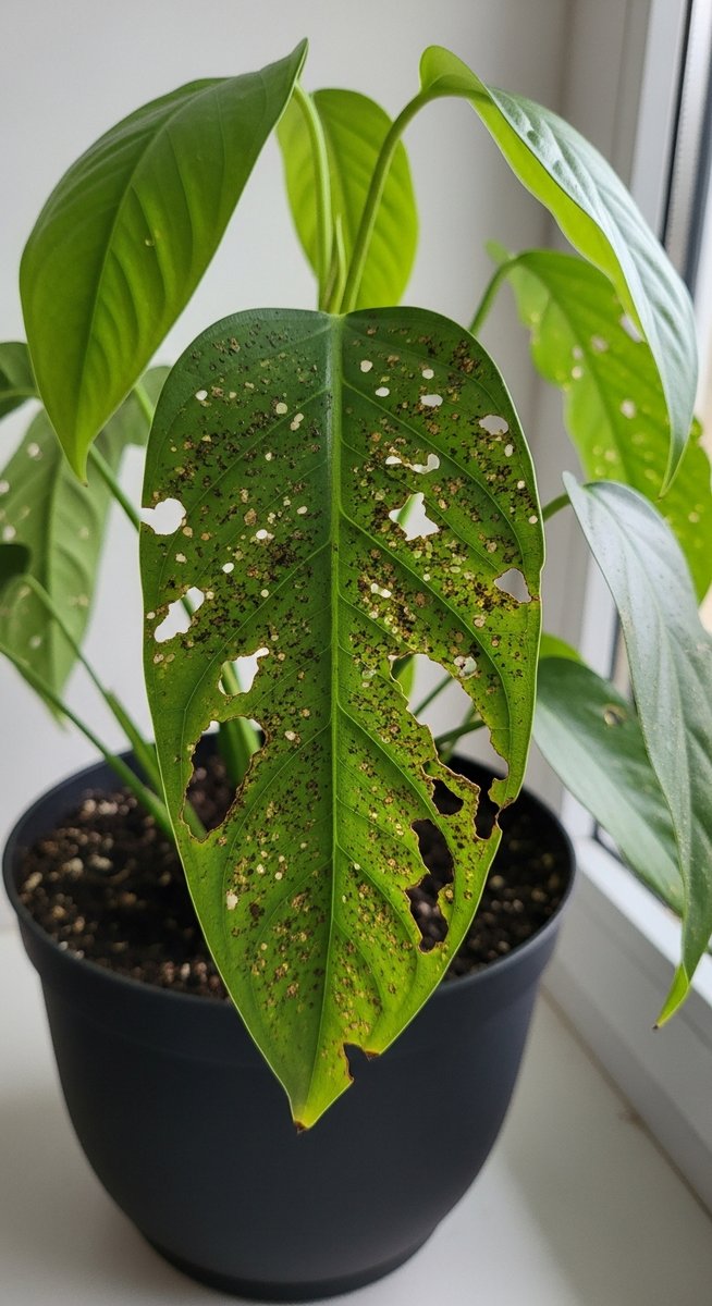 a houseplant plant with visibly pest-damaged leaves, for tiny white worms soil