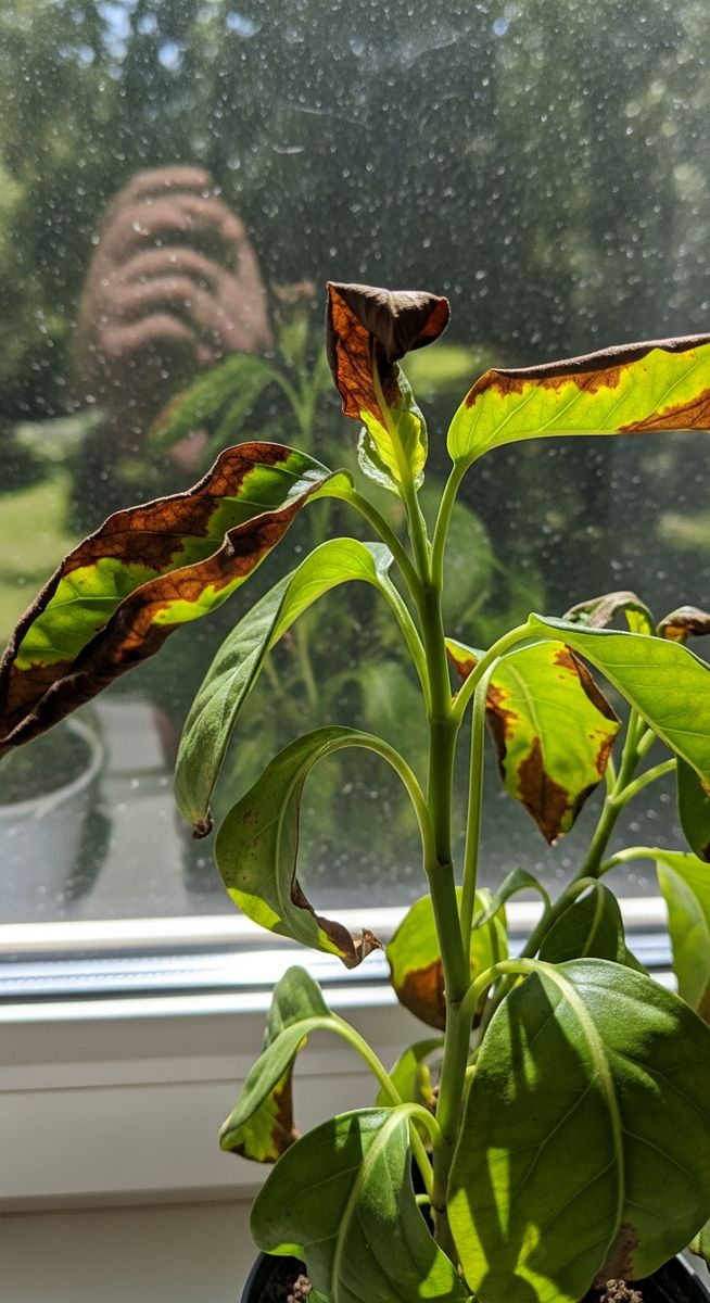 a too much light plants plant near a harsh sunny window showing sunburned leaves
