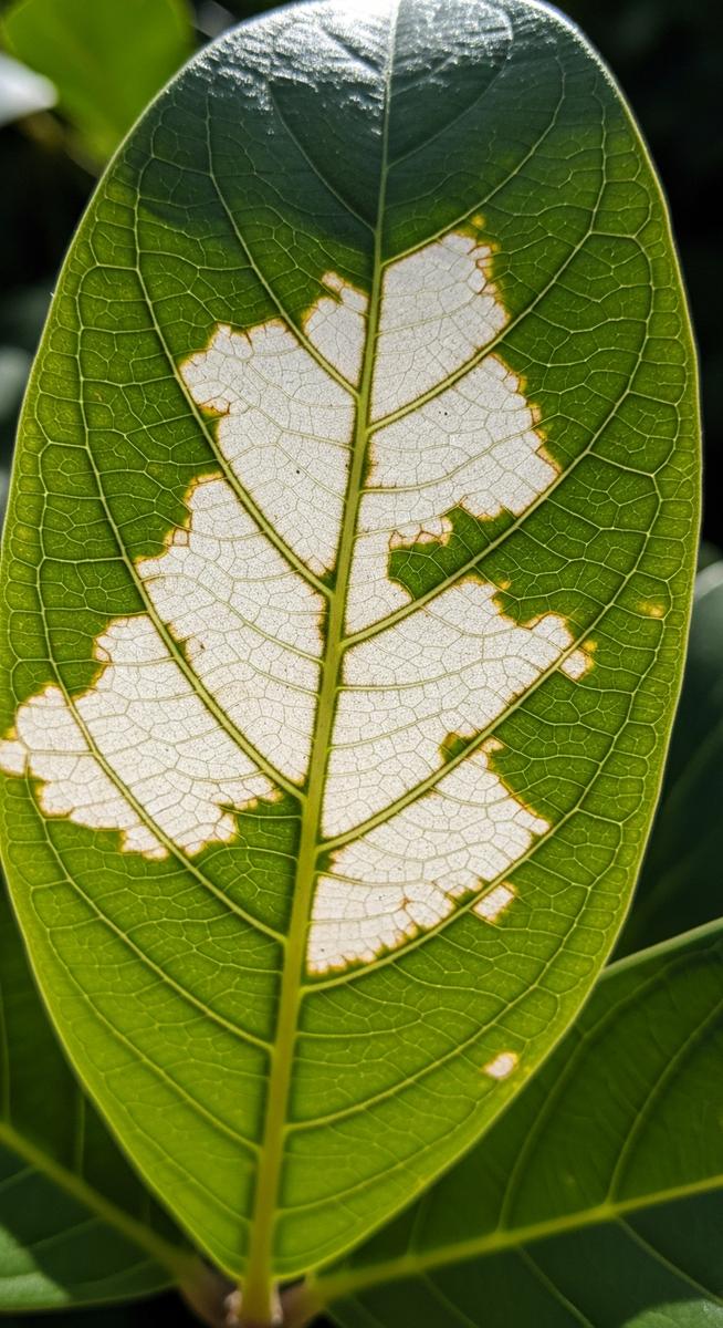 close-up of bleached patches on too much light plants leaves from too much direct sun, for too much light plants