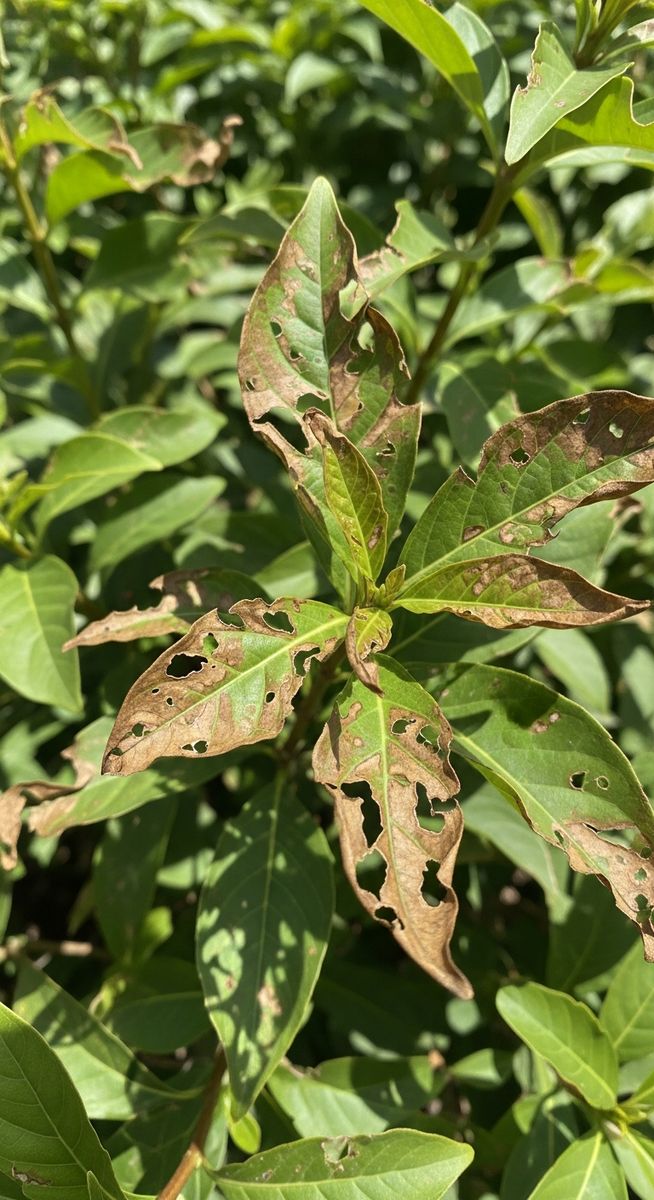a too much light plants plant recovering from sunburn with damaged and new healthy leaves
