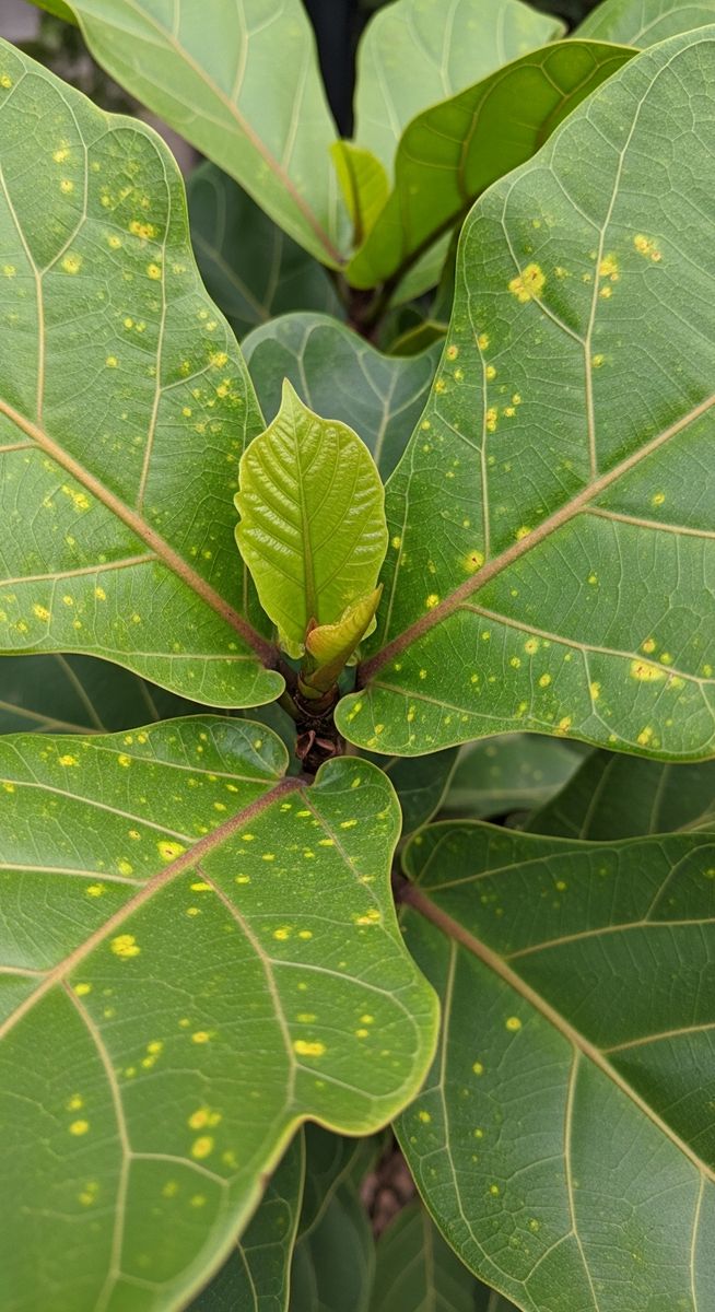 close-up of fiddle leaf fig leaves showing stippling from pest damage
