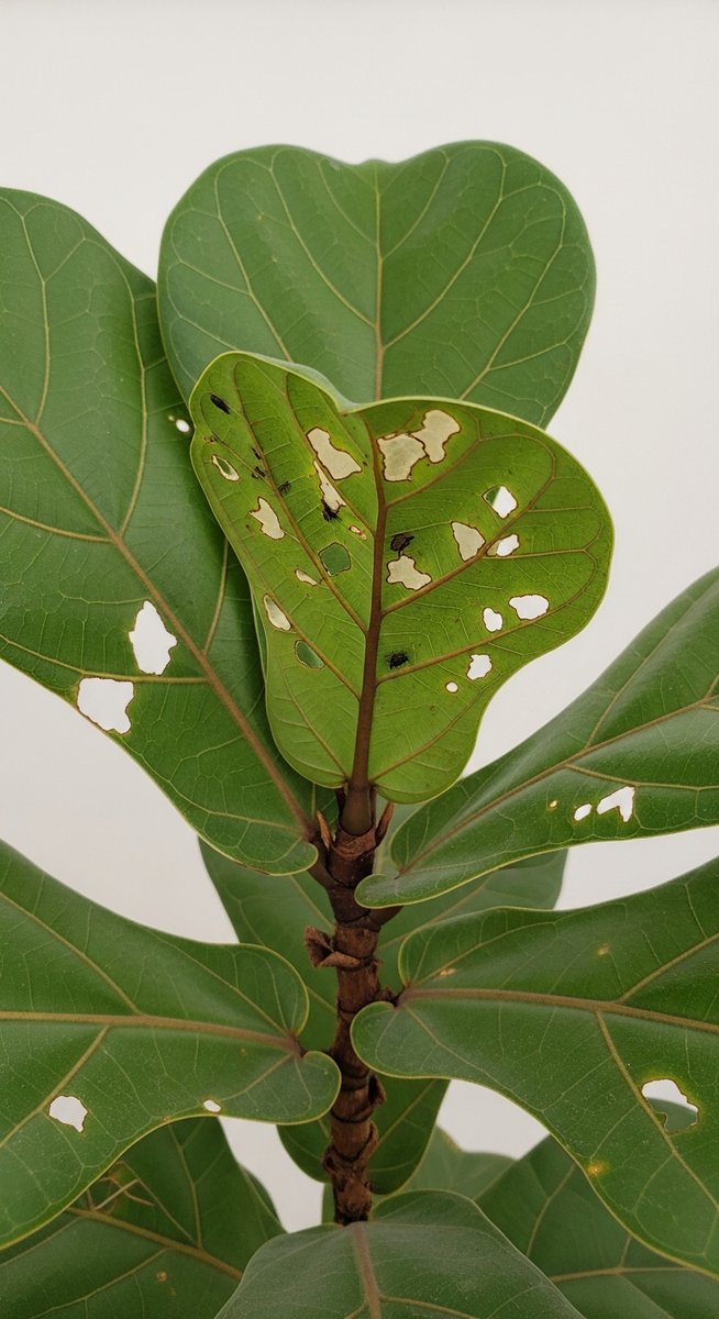 close-up of pest damage on a fiddle leaf fig leaf