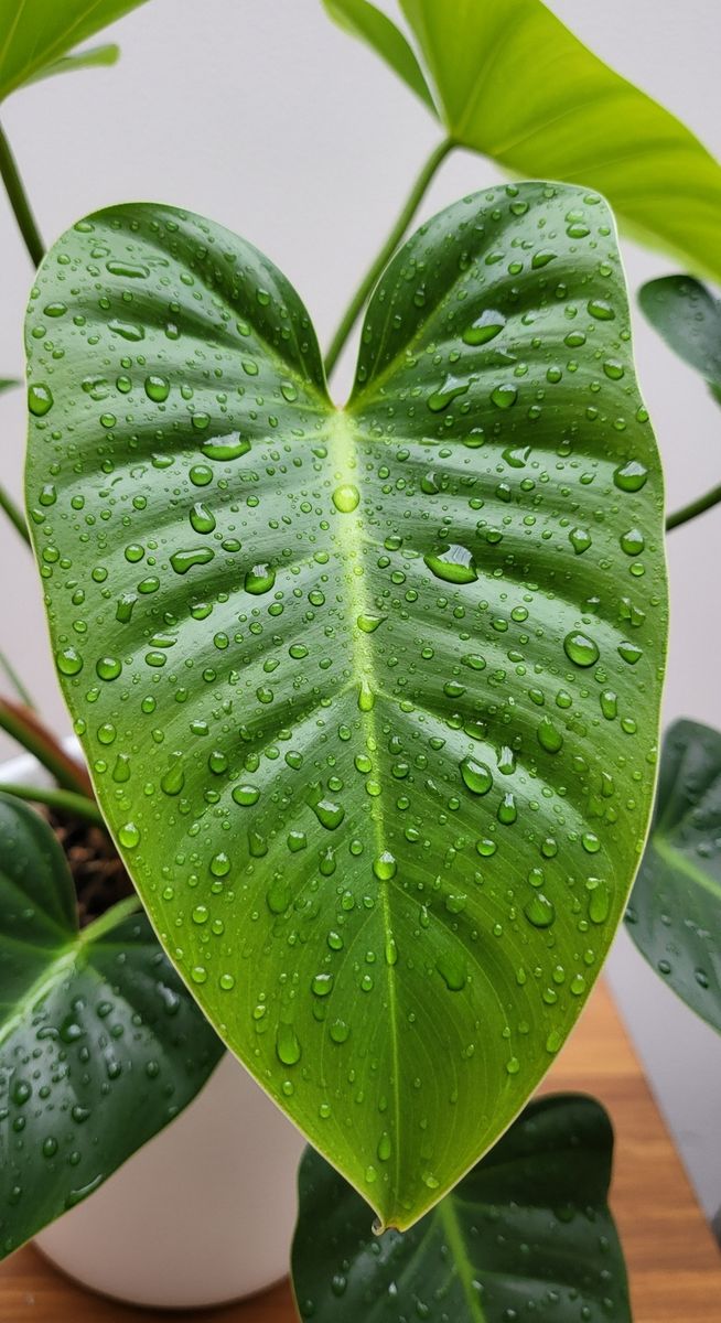 a philodendron plant with water droplets on the leaves after watering